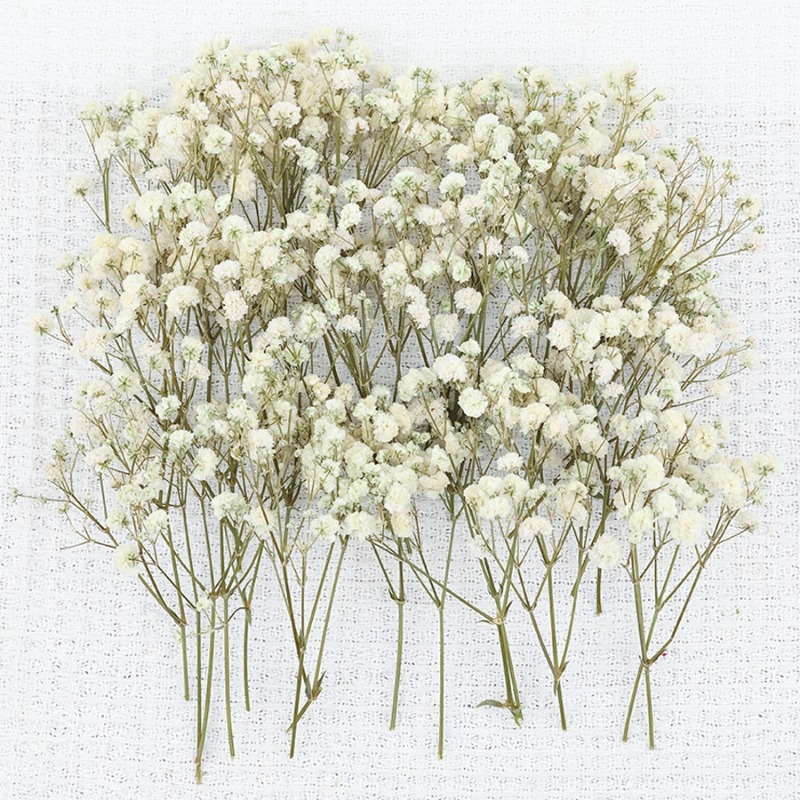 50 قطعة من زهور الجبسوفيلا الط - مراجعة Dried Flower Bulk وسعره