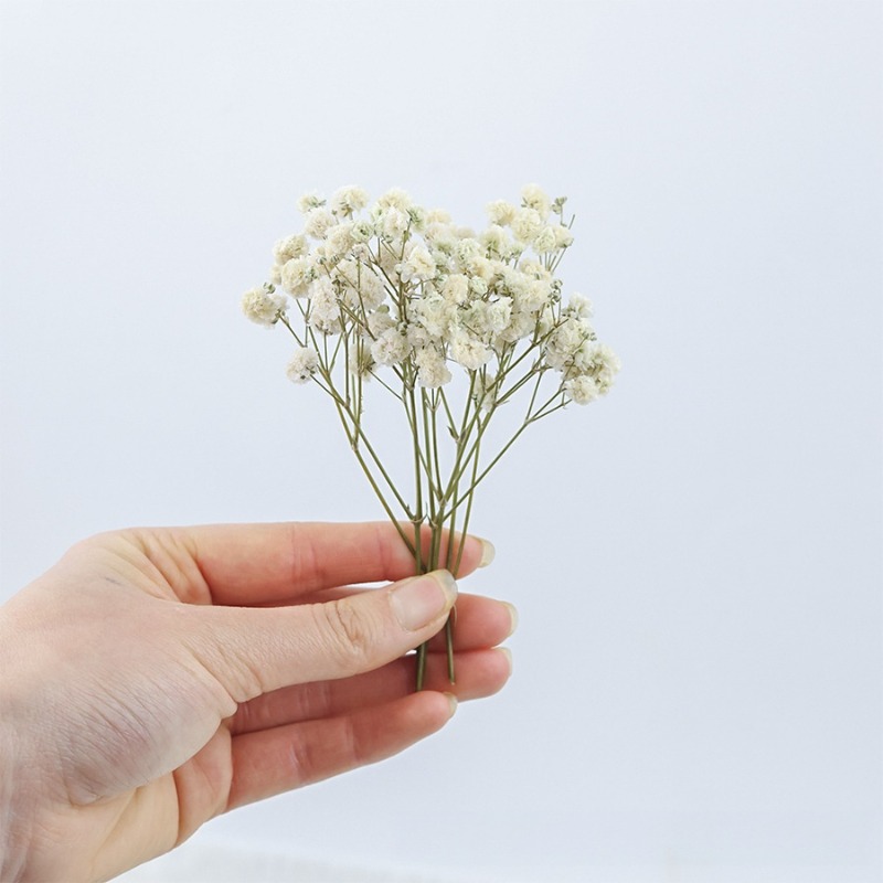 50 قطعة من زهور الجبسوفيلا الط - مراجعة Dried Flower Bulk وسعره