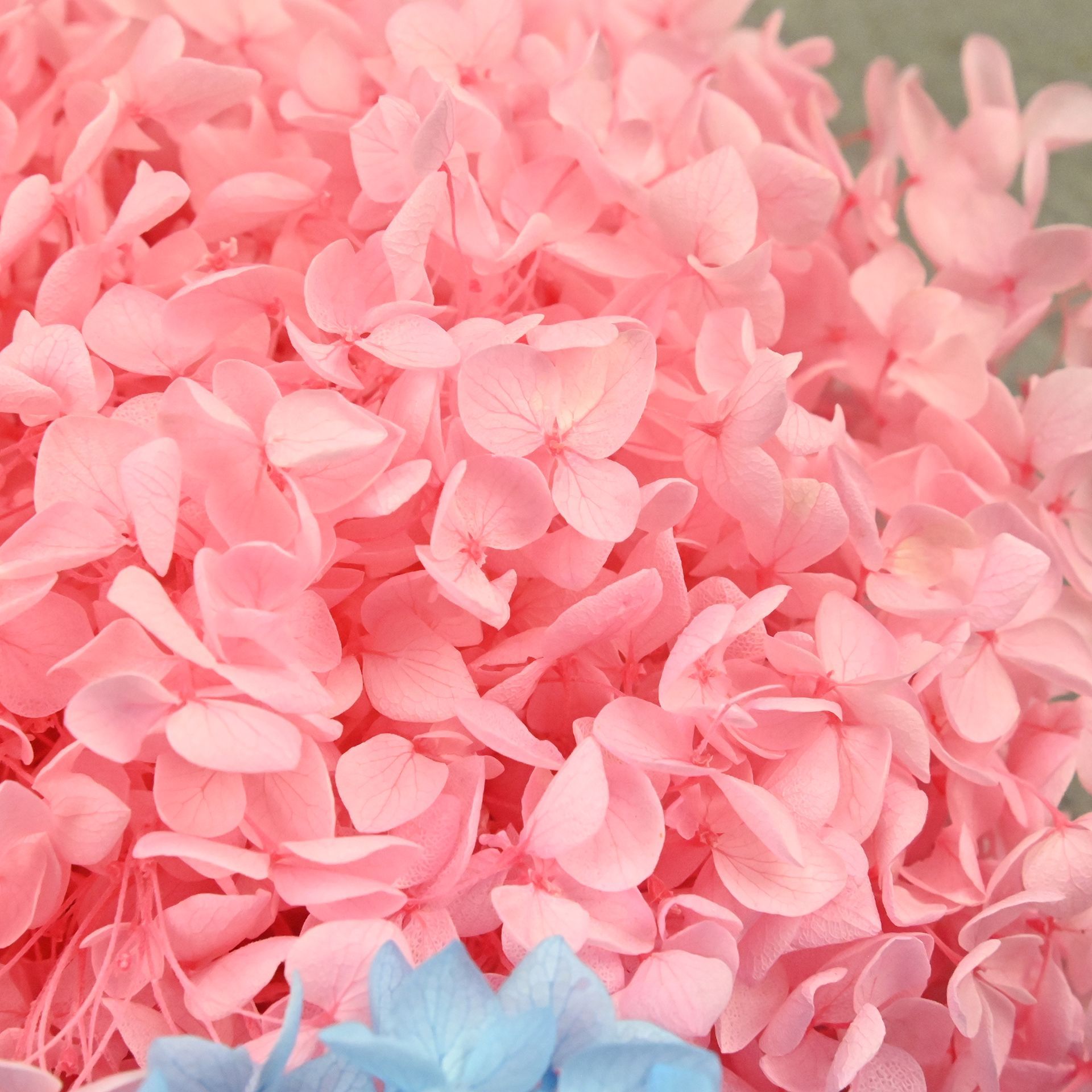 20 جرام من بتلات الهيدرانجيا ا - مراجعة Dried Flower Bulk وسعره